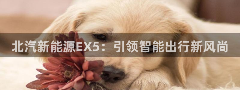 新宝gg试玩